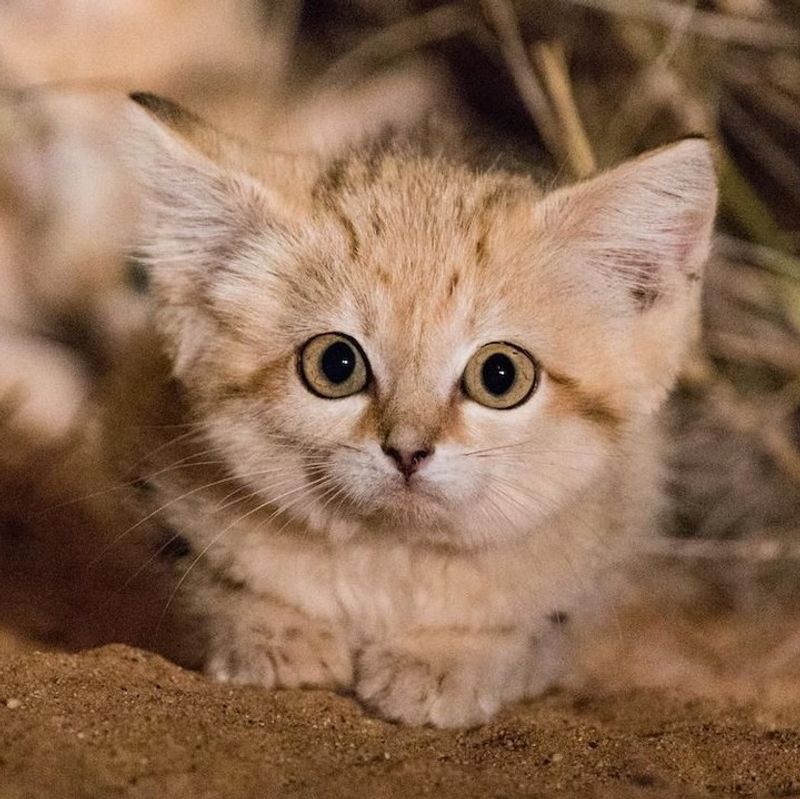 Oversized Ears