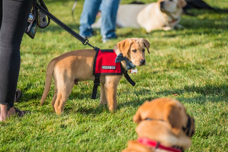 Overtraining Puppies