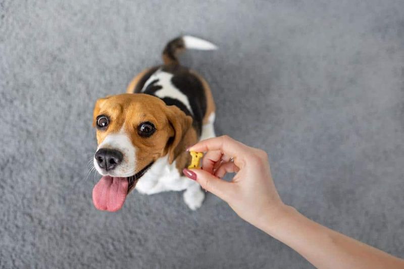 Overuse of Treats