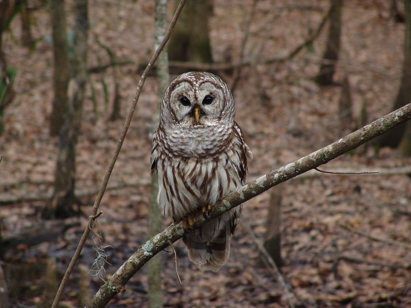 Owl