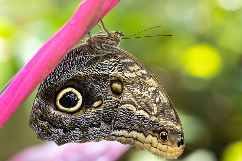 Owl Butterfly