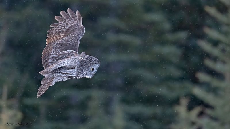 Owl