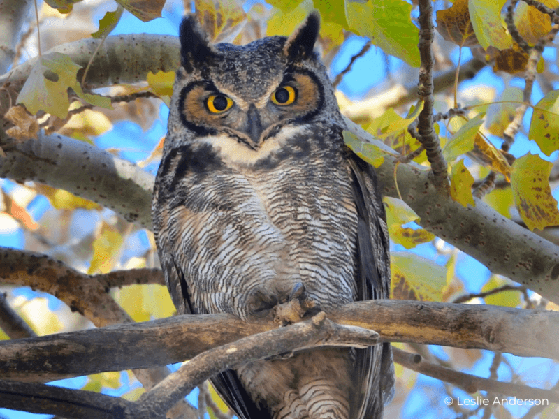 Owl