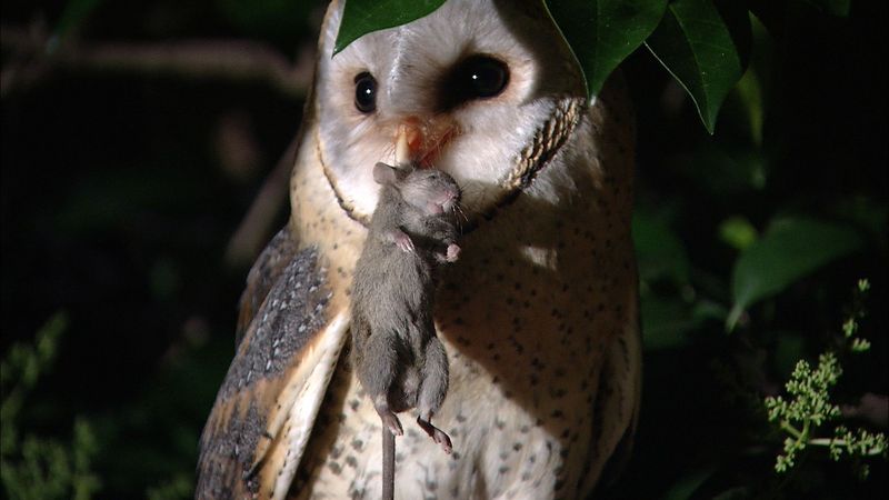 Owls