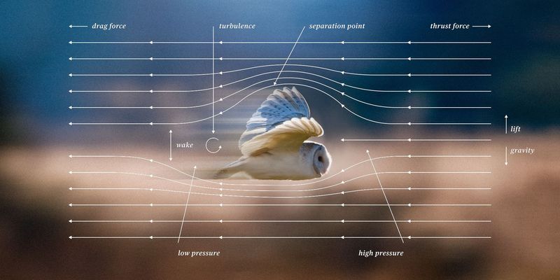 Owls and Silent Flight Technology