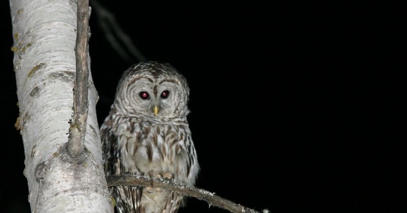 Owls