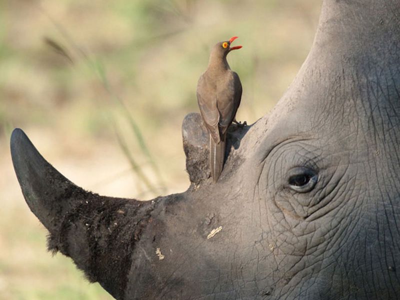 Oxpecker and Rhinoceros