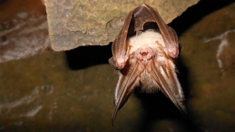Ozark Big-eared Bat