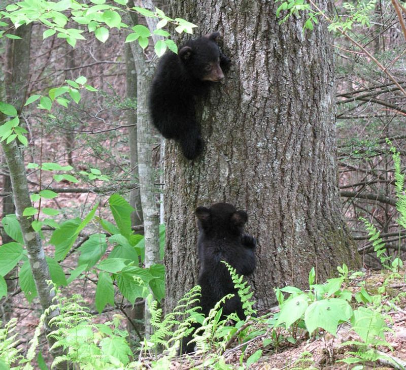 Ozark-St. Francis National Forest, Arkansas
