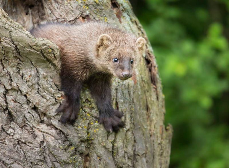 Pacific Fisher