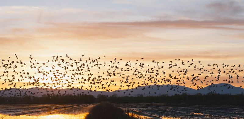 Pacific Flyway Intersection