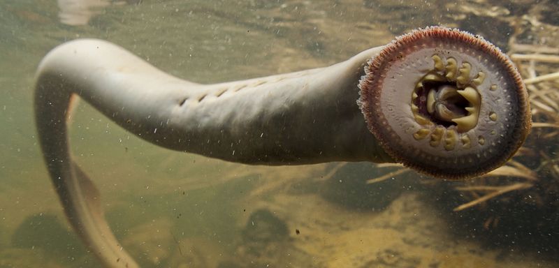 Pacific Lamprey