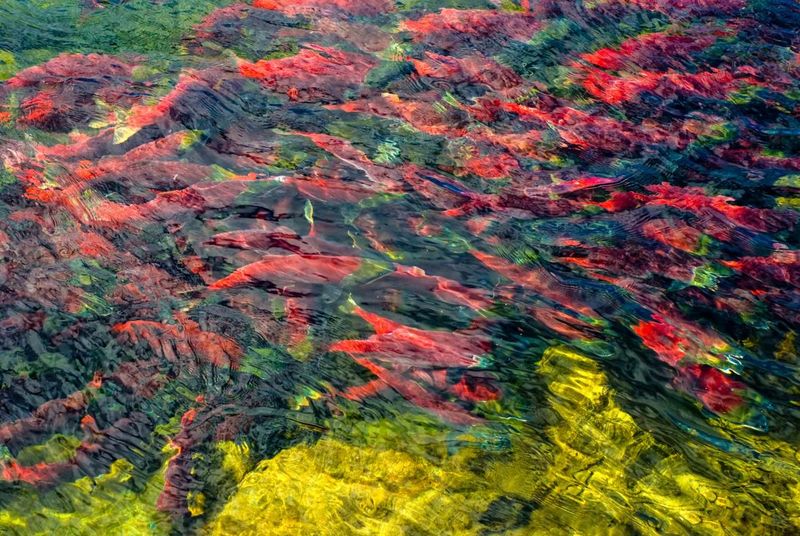 Pacific Salmon Run