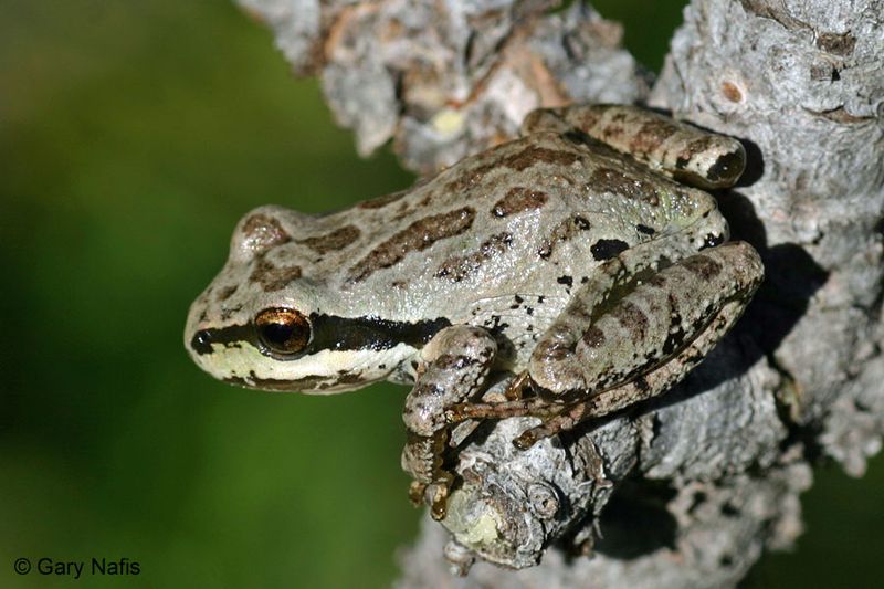 Pacific Tree Frog