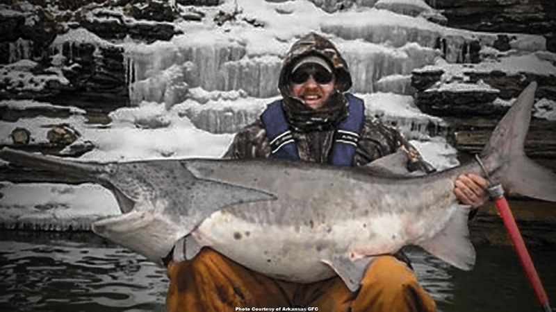 Paddlefish