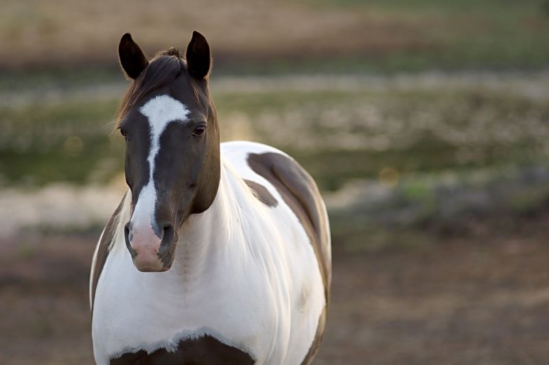 Paint Horse