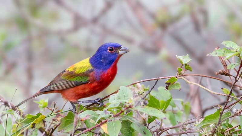 Painted Bunting