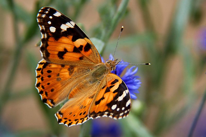 Painted Lady Butterfly