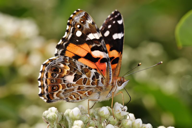 Painted Lady