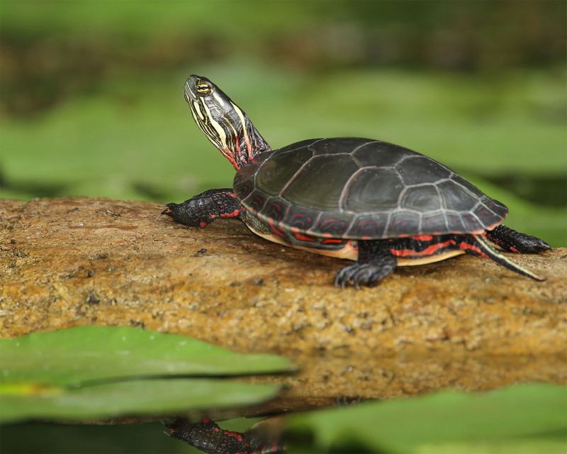 Painted Turtle