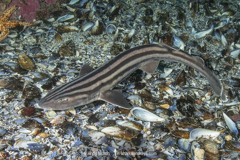 Pajama Shark