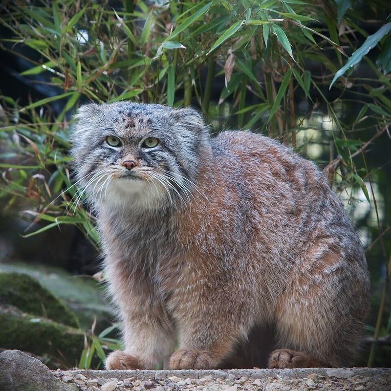 Pallas's Cat