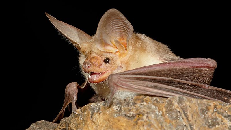 Pallid Bat