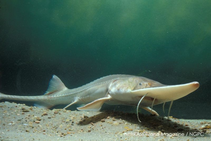 Pallid Sturgeon