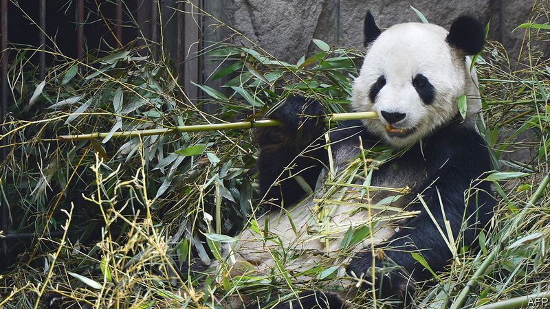 Panda Bamboo Eating