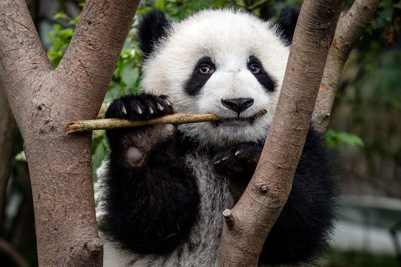Panda Bears' Thumb Evolution