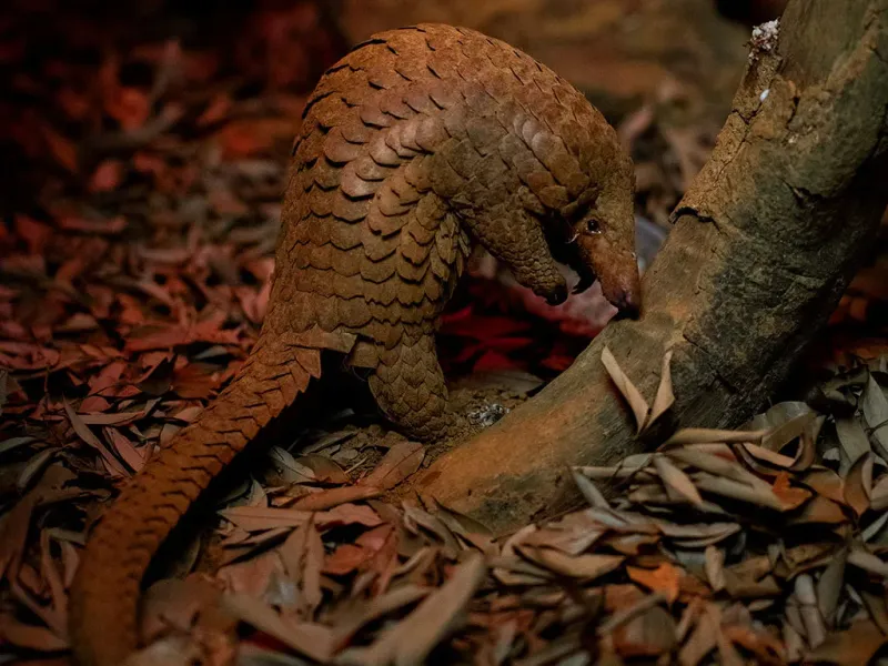 Pangolin