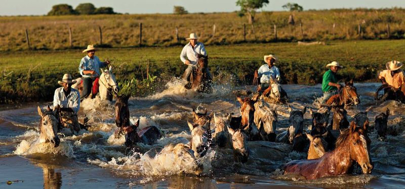 Pantanal Wetland Safari