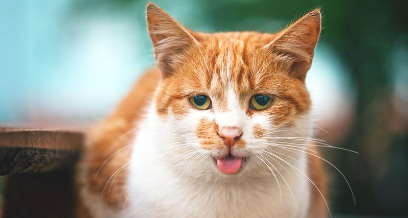 Panting or Respiratory Changes