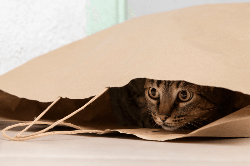 Paper Bag Hide and Seek