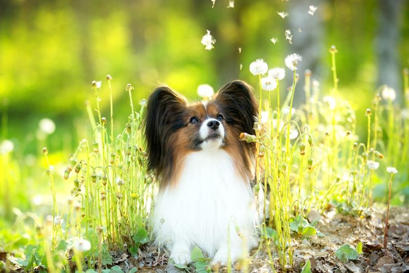 Papillon