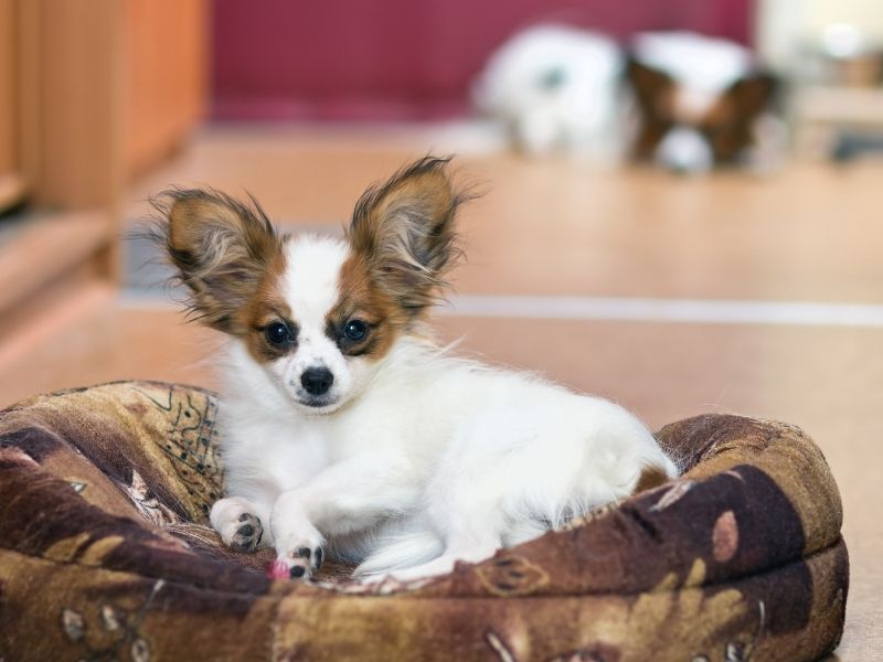 Papillon