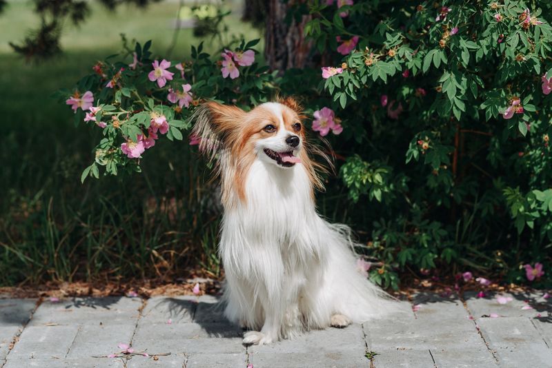 Papillon