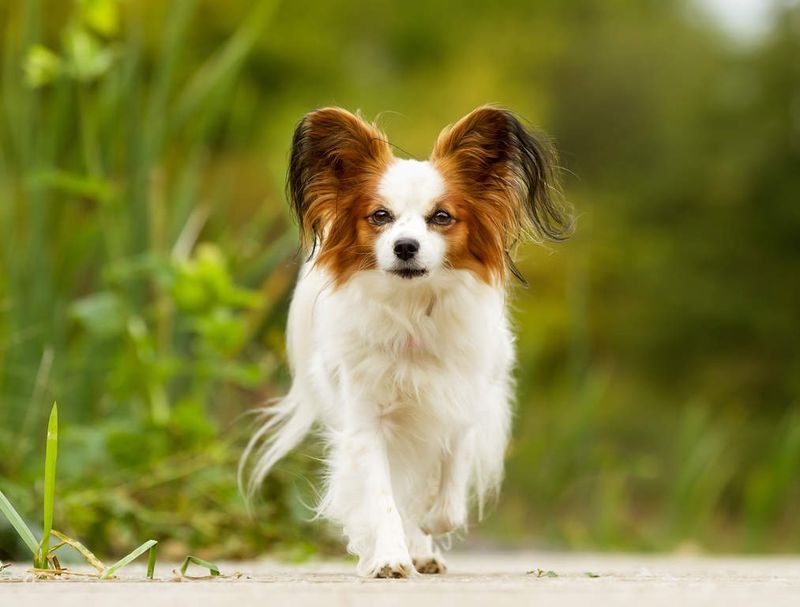 Papillon