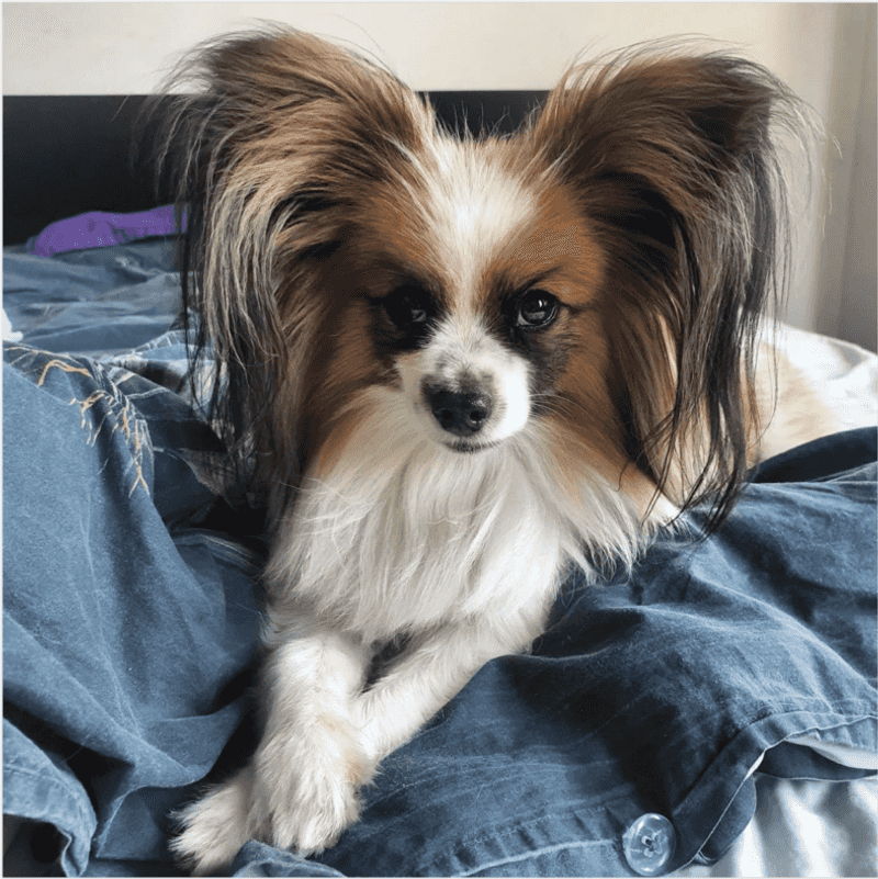 Papillon with Expressive Ears