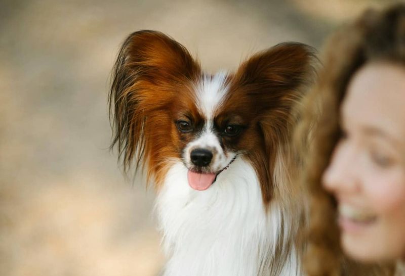 Papillon