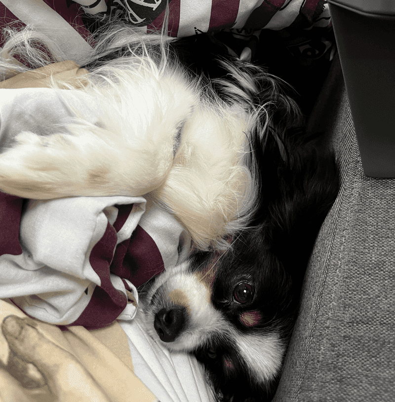Papillon