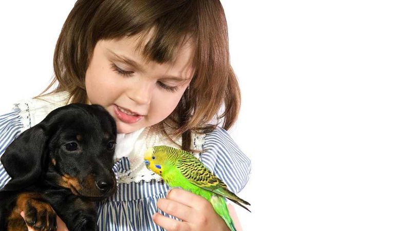 Parrot