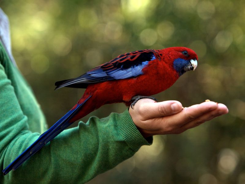 Parrot