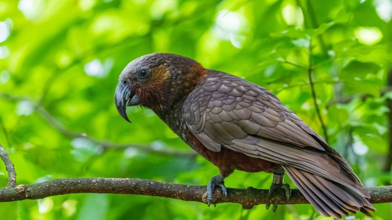 Parrot