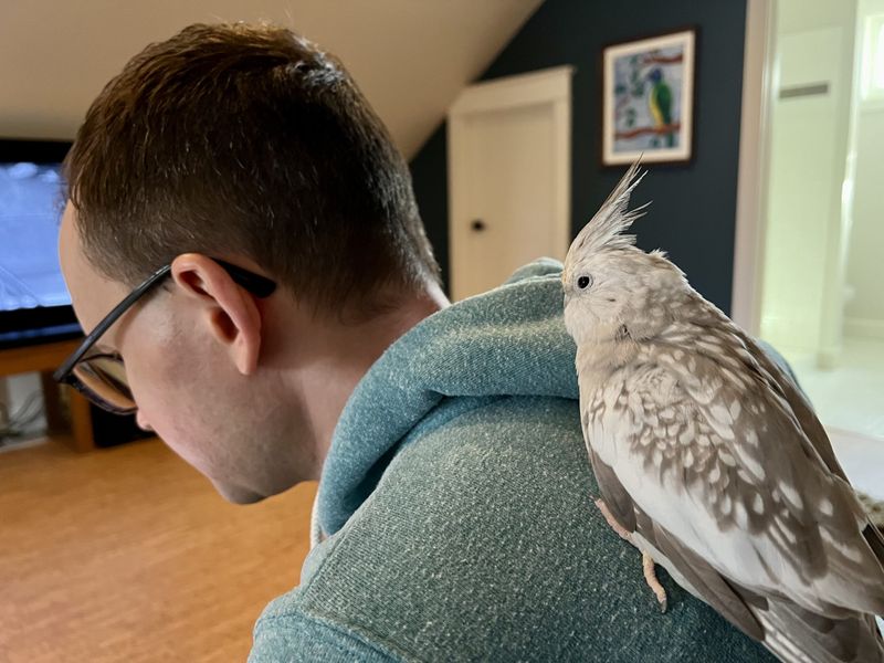 Parrot