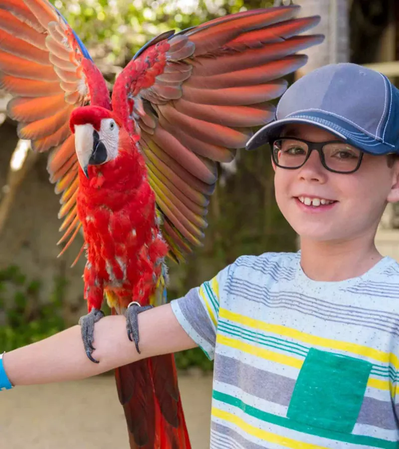 Parrot