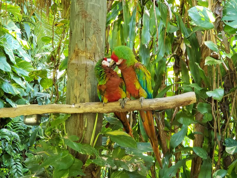 Parrots