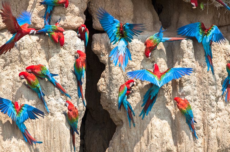 Parrots Eating Clay