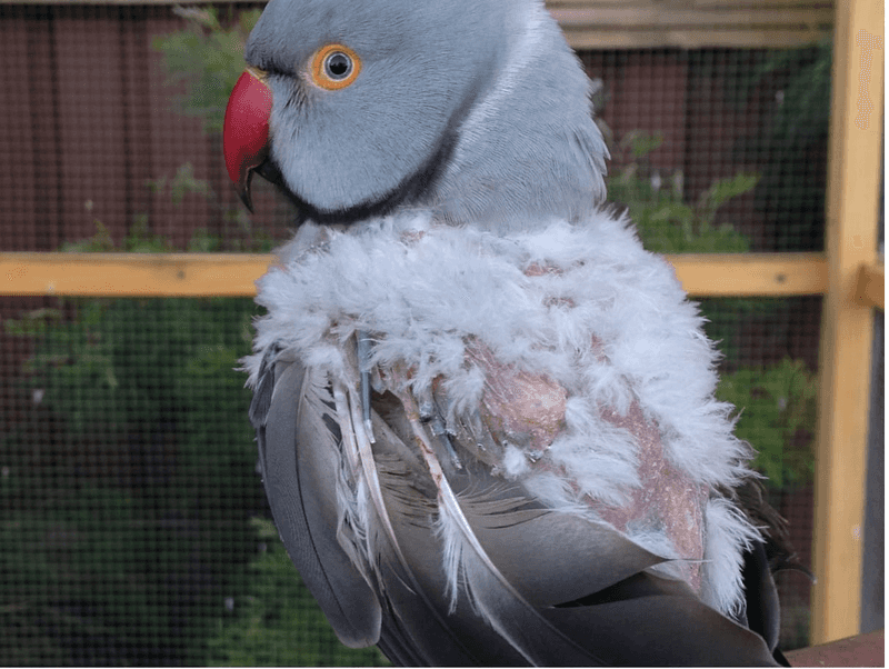 Parrots Molting Feathers