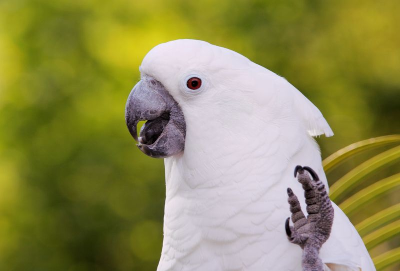 Parrots: Talkative and Demanding
